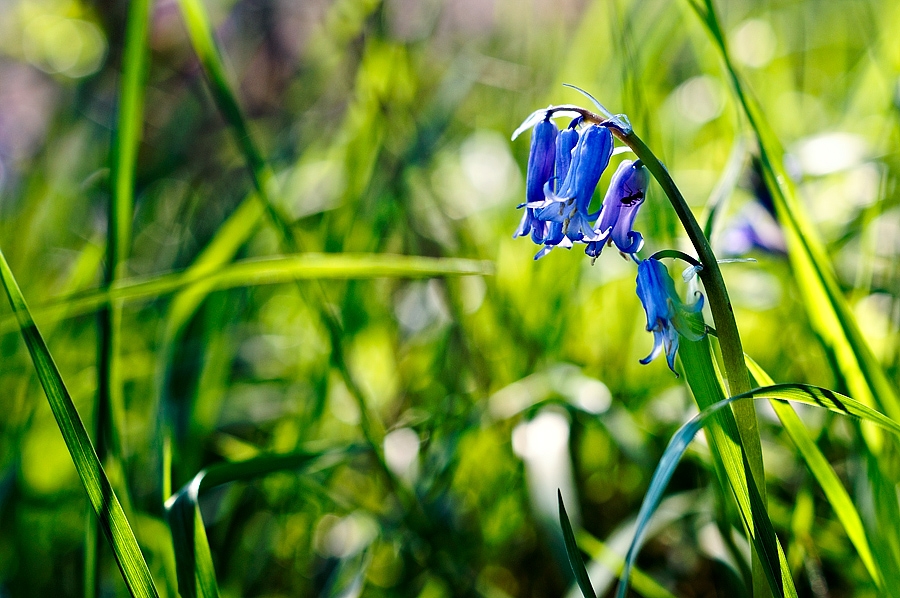 Jacinthe des bois