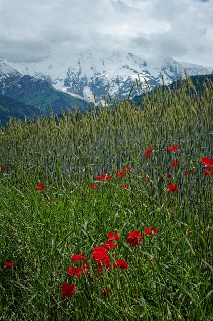 Coquelicots