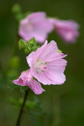 Mauve musquée