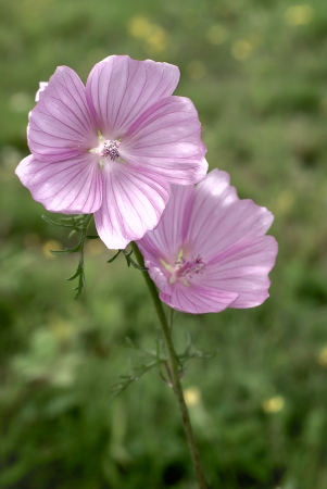 Mauves
