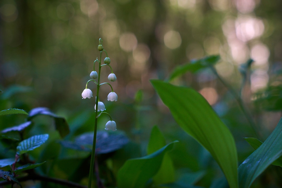 Muguet