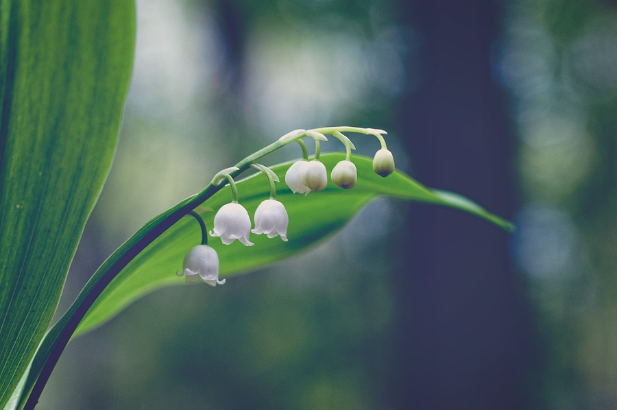 Muguet