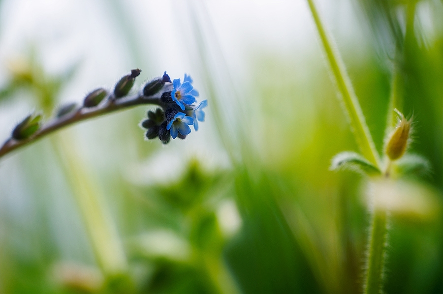 Myosotis des champs