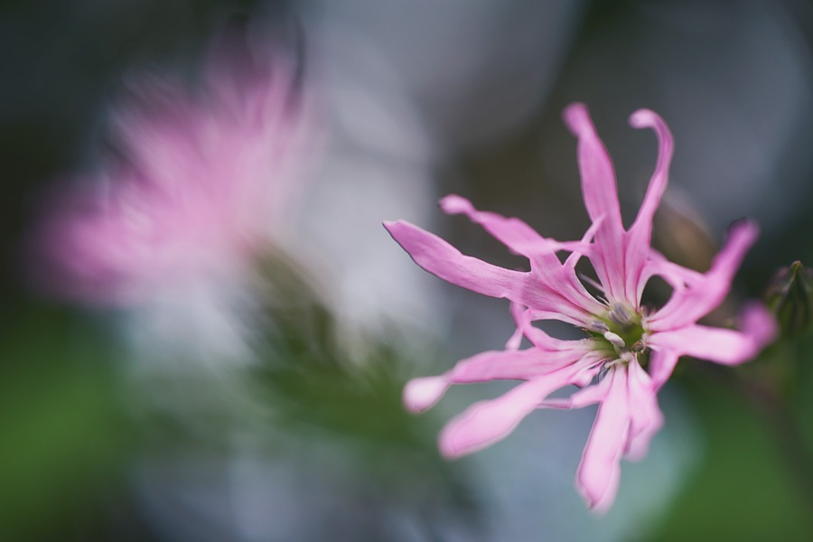Fleur de coucou, Lychnis flos-cuculi, photographie nature, zipanatura