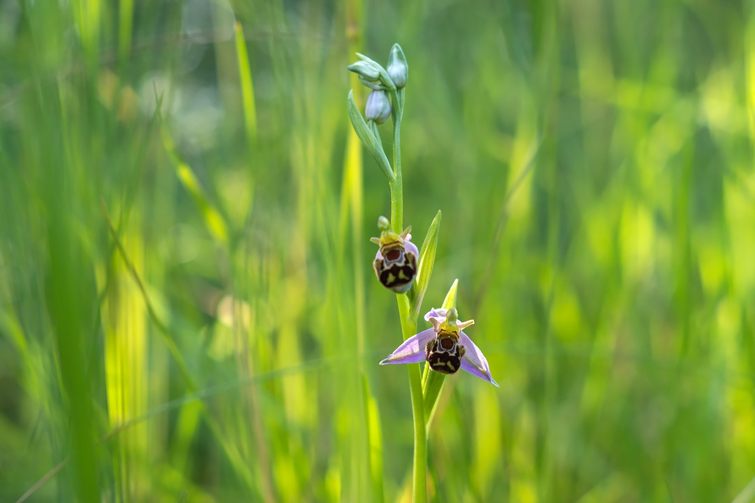 Orchidée abeille