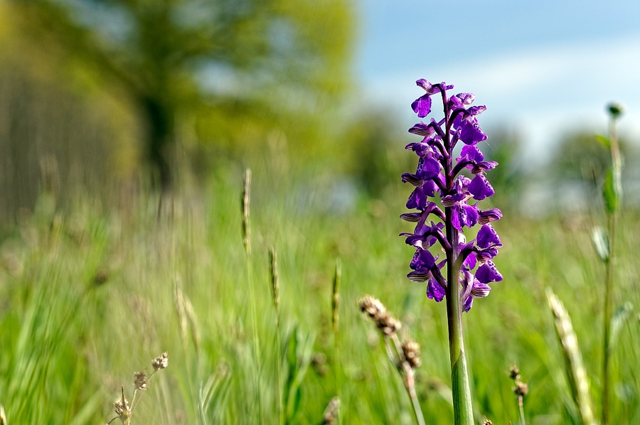 Orchidée bouffon