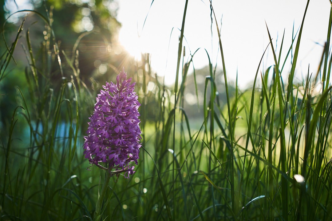 Orchidée pyramidale
