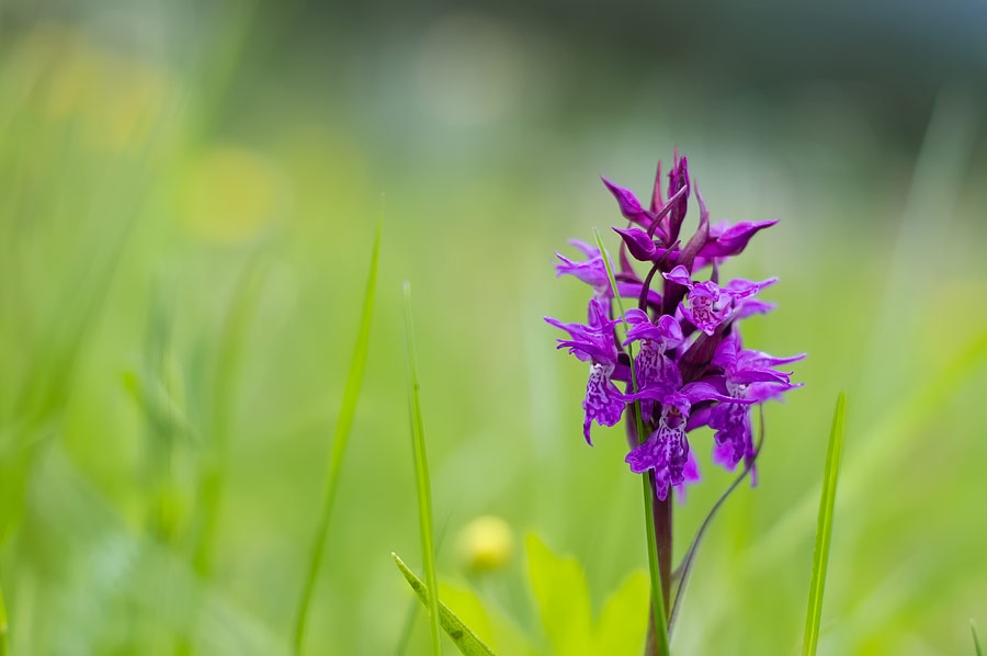 Orchis de mai