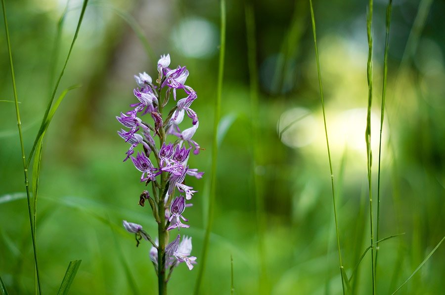 Orchis guerrier
