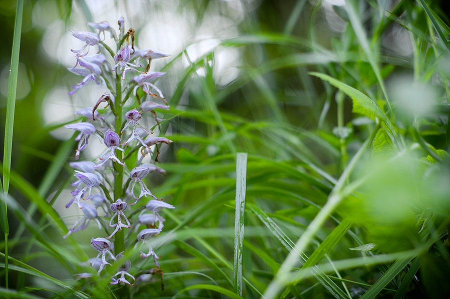 Orchis singe