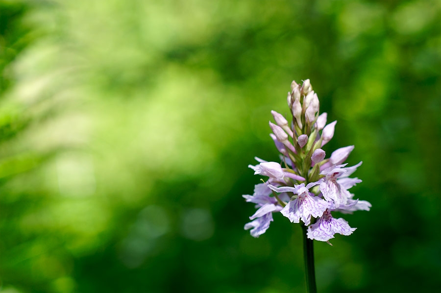 Orchis tachetee