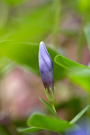 Bouton de petite pervenche