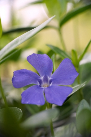 Petite pervenche