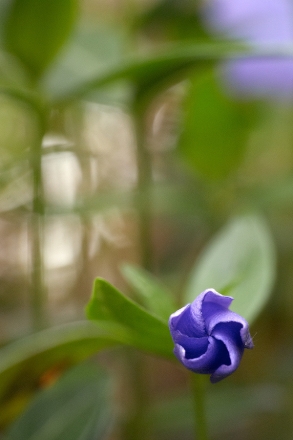 Fleur de petite pervenche