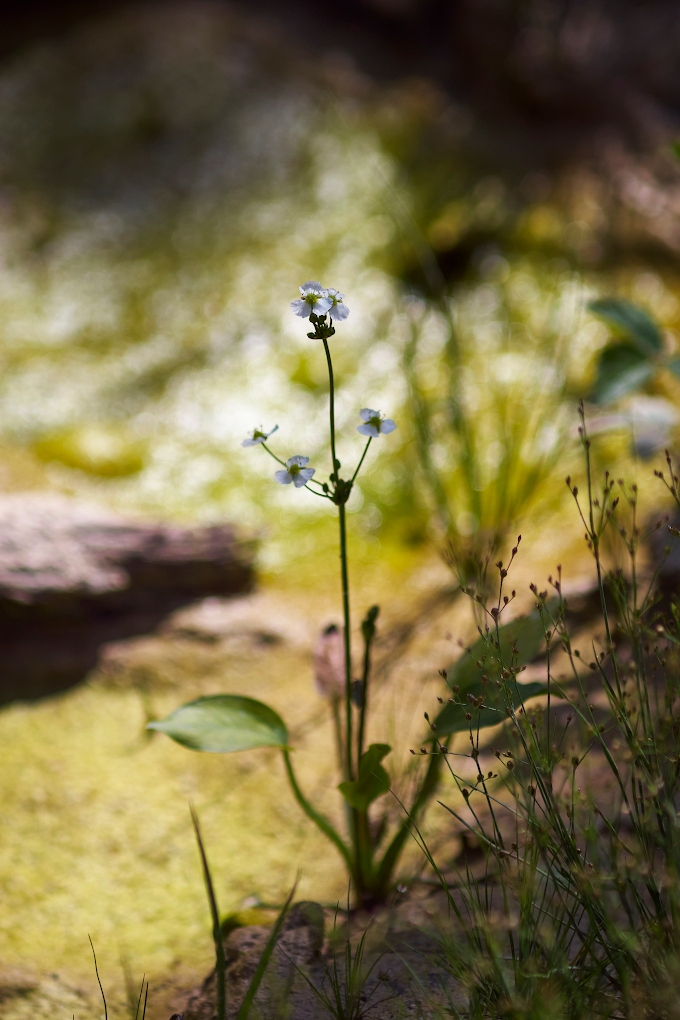 Plantain d\'eau commun