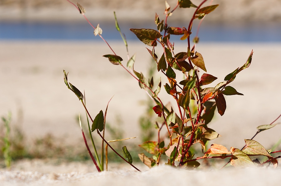 plante