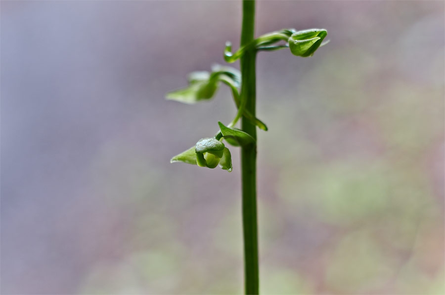 Platanthere a fleurs vertes