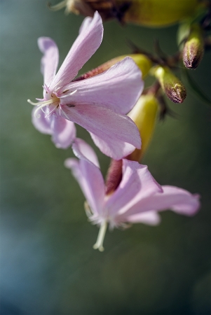 Saponaire officinale