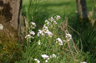 Cardamine