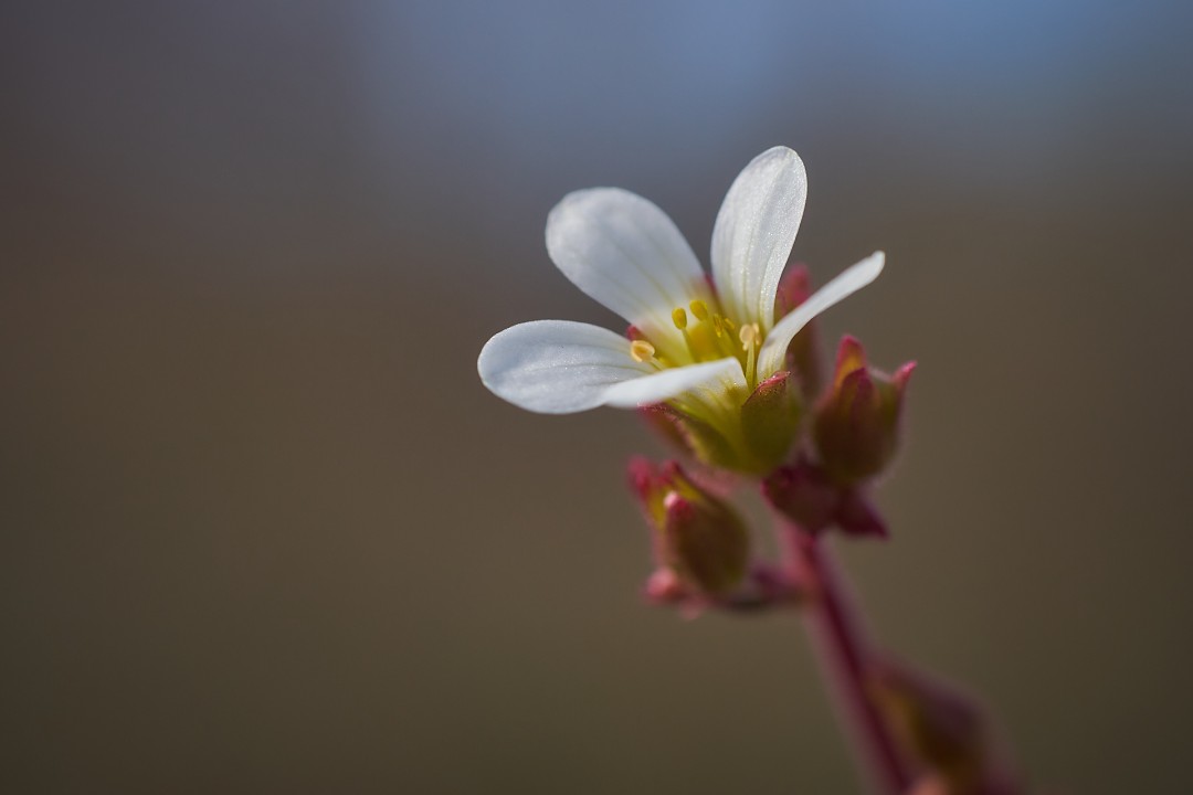 Saxifrage granulée