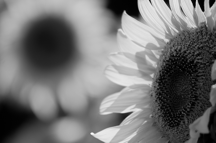 Tournesol