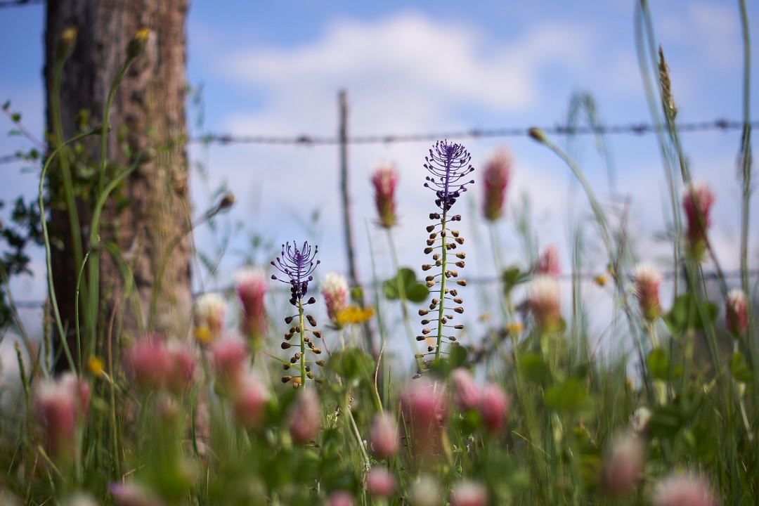 Muscari à toupet