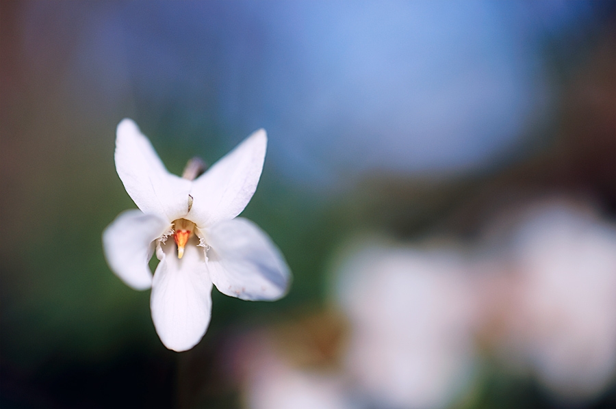 Violette blanche