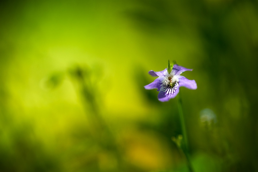 Violette des bois, Viola reichenbachiana, photographie nature, zipanatura