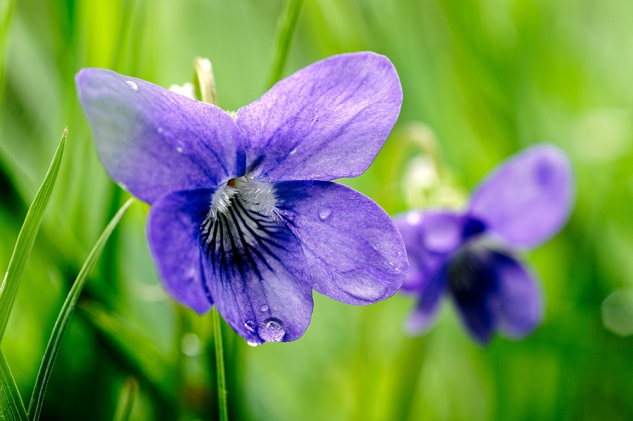Violette de rivin