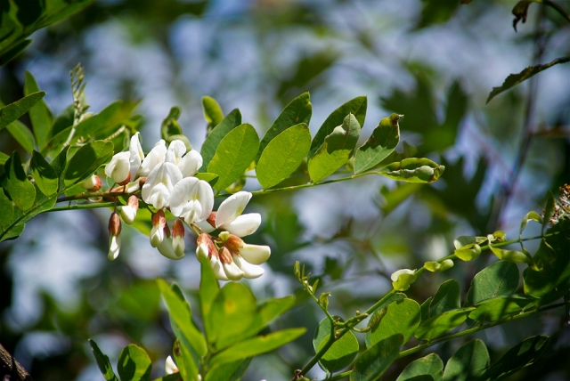 Acacia Acacia