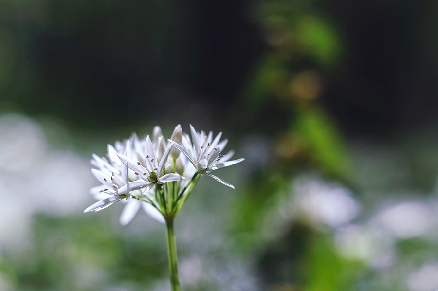 Ail des bois Ail des bois