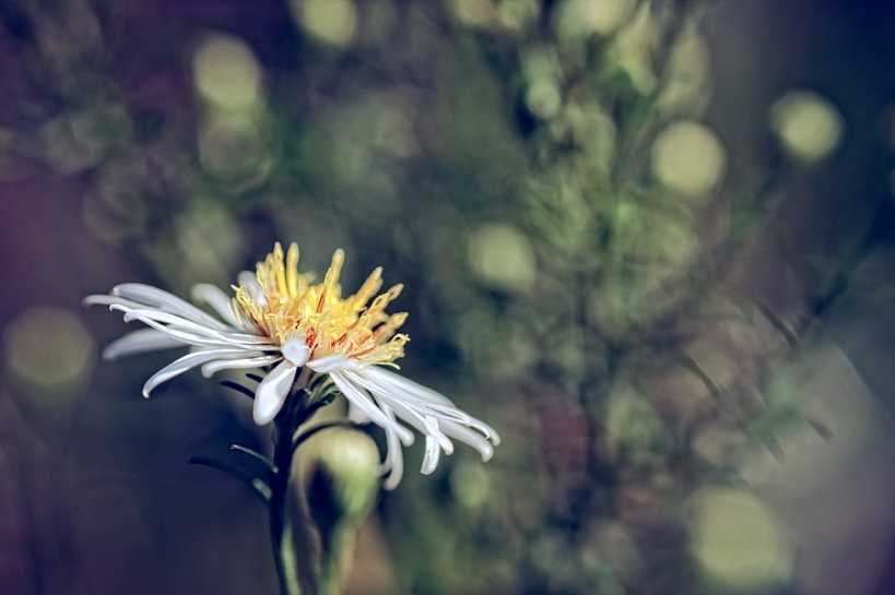 Aster Aster
