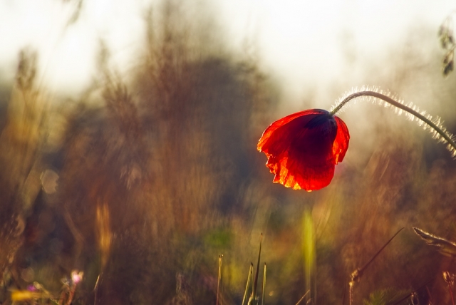 Coquelicot Coquelicot
