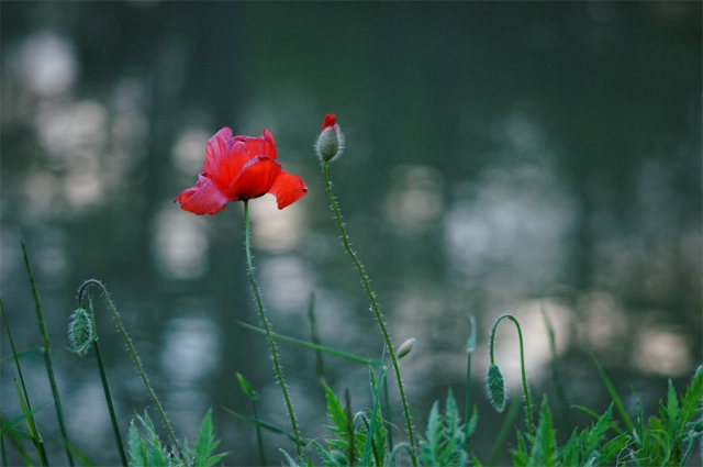 Coquelicots Coquelicots
