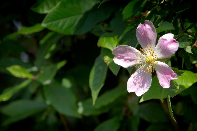 Eglantine Eglantine