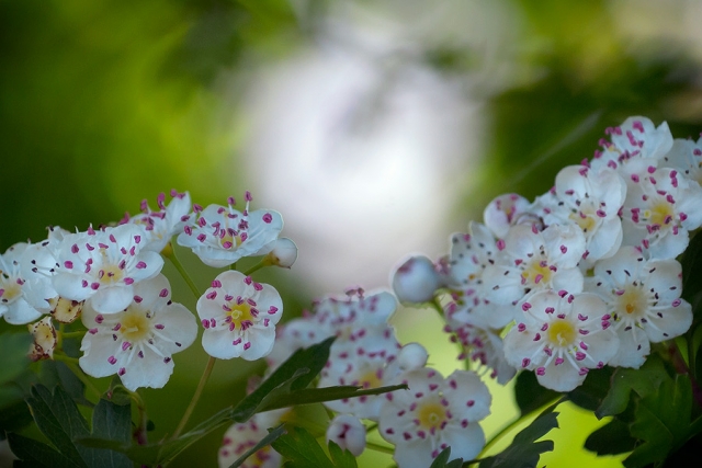 Epine blanche Epine blanche