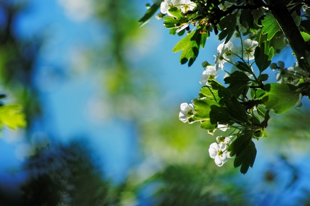 Epine blanche Epine blanche