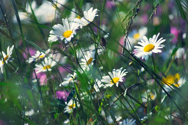Marguerites Marguerites