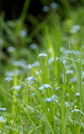 Myosotis des marais Myosotis des marais