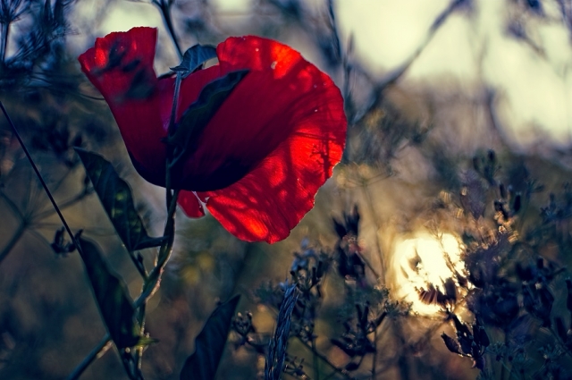Coquelicot Coquelicot
