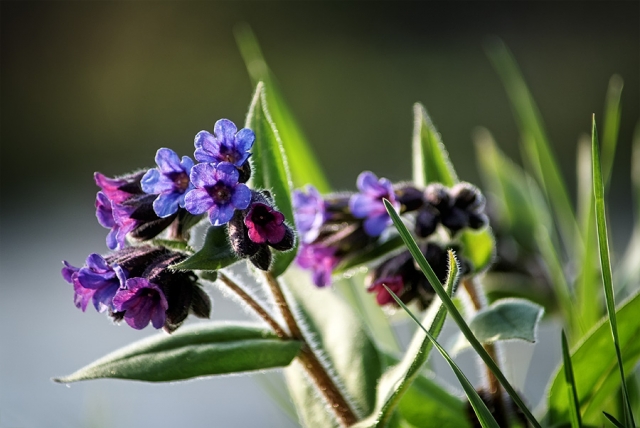 Pulmonaire officinale Pulmonaire officinale