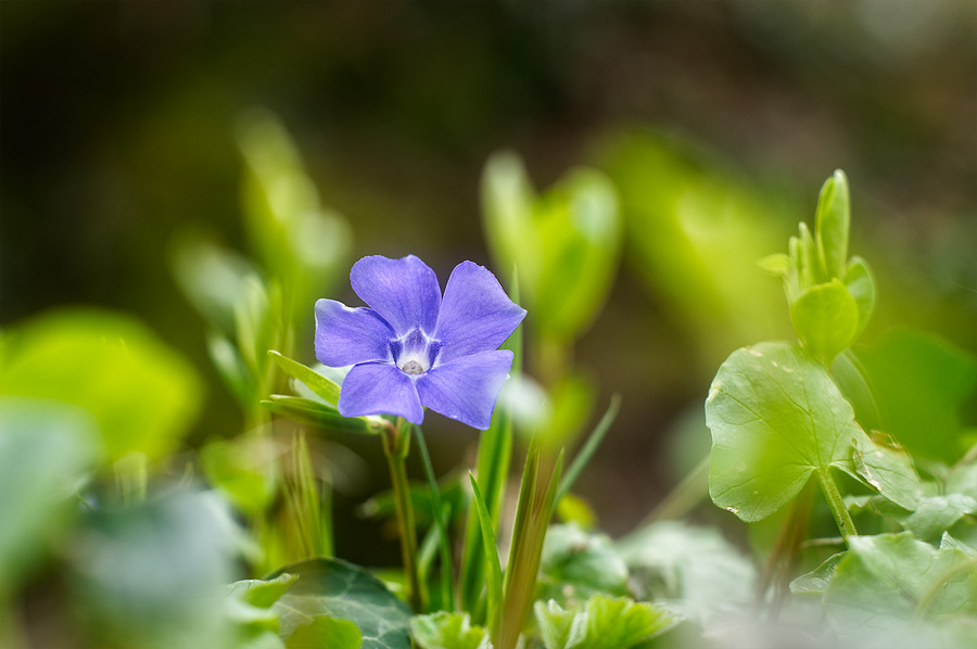 Vinca minor Pervenche