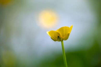 Bouton d\'or