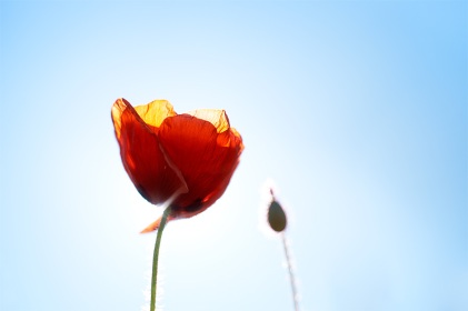 Coquelicot, papaver rhoeas, photographie nature, zipanatura