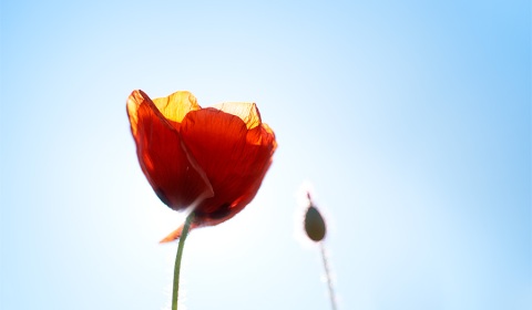 Coquelicot, papaver rhoeas, photographie nature, zipanatura