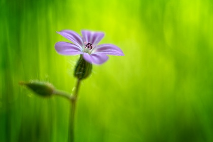 Herbe à Robert, Geranium robertianum, photographie nature, zipanatura