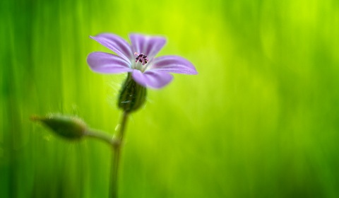 Herbe à Robert, Geranium robertianum, photographie nature, zipanatura