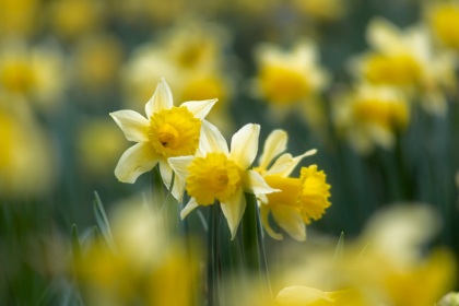 Jonquilles, narcissus pseudonarcissus, photographie nature, zipanatura