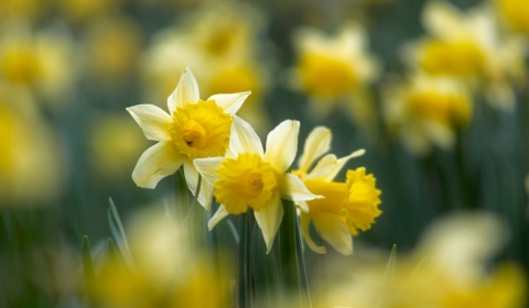 Jonquilles, narcissus pseudonarcissus, photographie nature, zipanatura