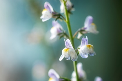Linaire striée, linaria repens, photographie nature, zipanatura